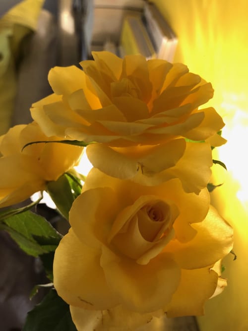 Roses jaunes du jardin au Domaine de l'Ocrerie, Pourrain, Bourgogne 