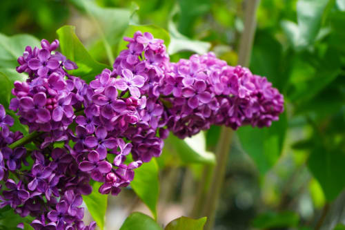 Vibrant purple lilac flowers blooming near l'Atelier des Dépendances in Lipsheim, France