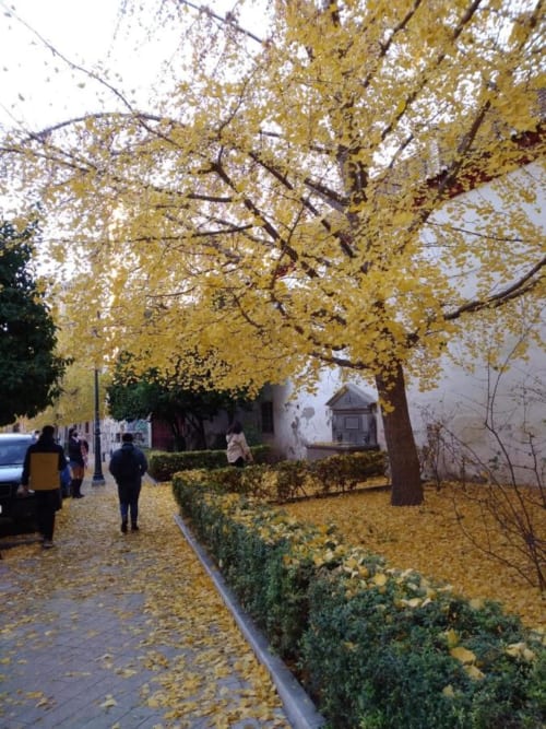 Patio otoñal del CTH Granada en Armilla con árboles de ginkgo dorados y senderos peatonales