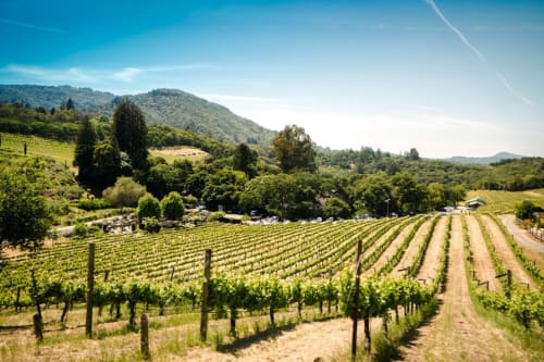 vignoble Chateauneuf du Pape