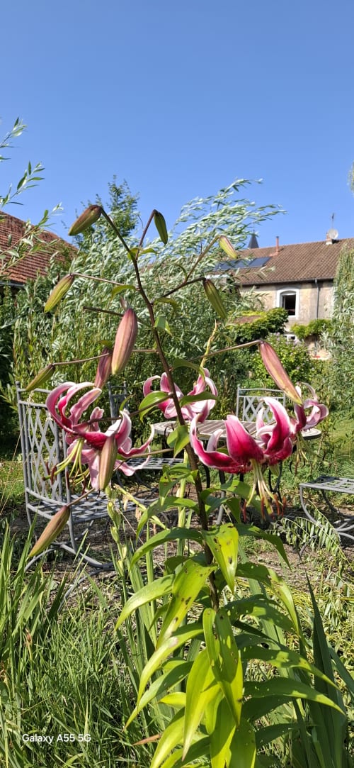 Lys roses éclatants en fleurs au jardin de La Maison de Marie-Claire, une charmante maison d'hôtes à Doncourt-sur-Meuse,