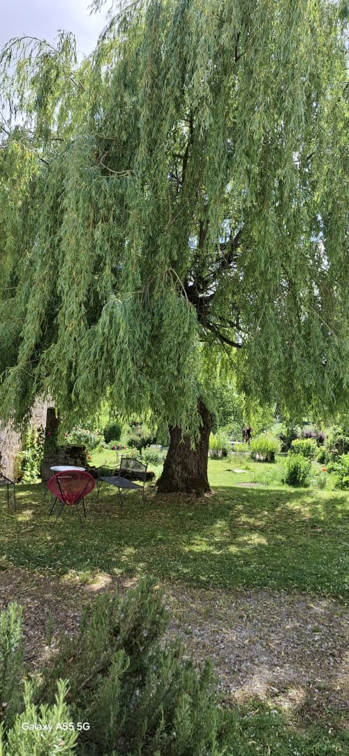 Coin détente ombragé sous un saule pleureur à La Maison de Marie-Claire, gîte à Doncourt-sur-Meuse, France