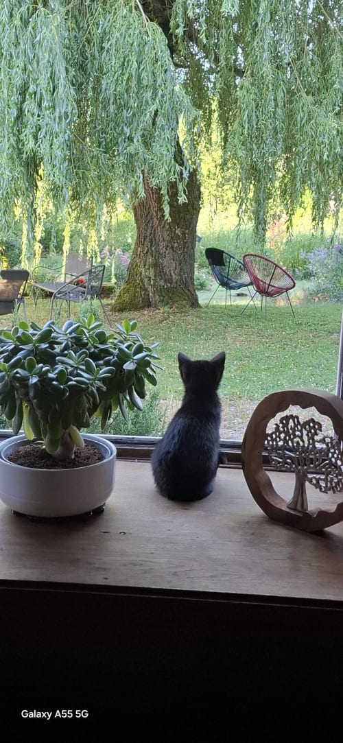 Chat noir sur l'appui de fenêtre avec vue sur le jardin et saule pleureur à La Maison de Marie-Claire, Doncourt-sur-Meuse
