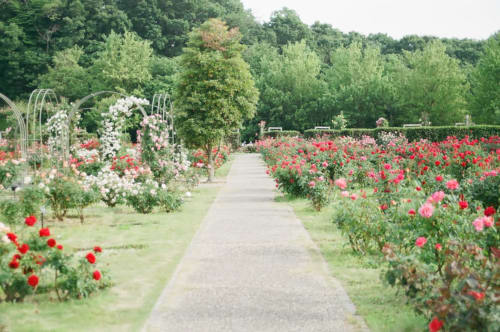 Allée romantique du jardin de roses au gîte Le Petit Lustucru à Avranches, avec des roses roses et rouges en fleur.