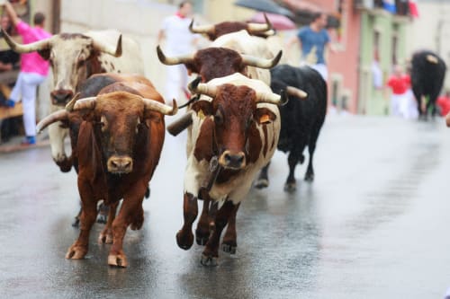 Toros corriendo por calles mojadas durante festival en Benavente, España cerca de alojamiento turístico