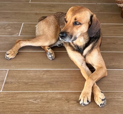 Anziano Labrador marrone che si riposa sul pavimento in legno a Chez Marie et Philippe, Marie-Galante