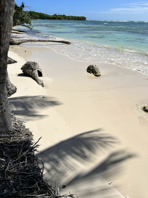 Plage de sable blanc immaculé à Marie-Galante avec eaux turquoise, bois flottés et végétation luxuriante