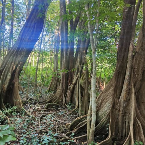 Sentier forestier luxuriant aux troncs d'arbres épaulés dans la forêt tropicale de Marie-Galante