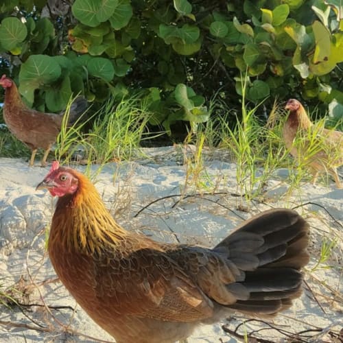 Coq et poules colorés sur la plage de sable fin de Chez Marie et Philippe, Marie-Galante