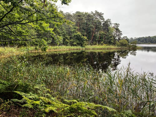 Paysage lacustre paisible de zones humides avec forêts verdoyantes se reflétant dans les eaux calmes, région de Sologne, Lamotte-Beuvron