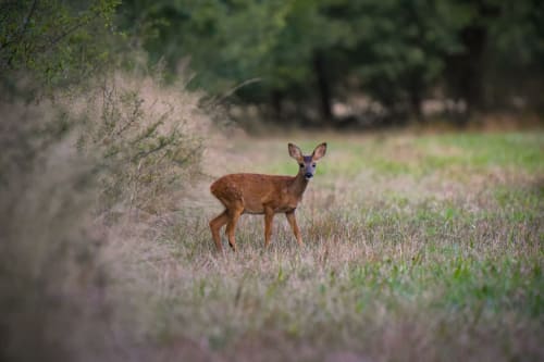 Cerf dans les prairies naturelles du refuge champêtre de Sologne près de Lamotte-Beuvron, France
