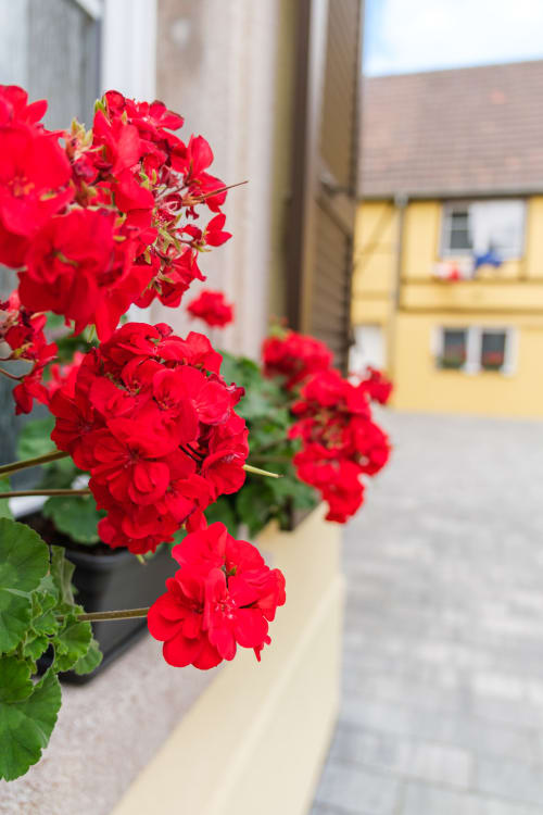 Gîte de charme à Kaysersberg, Eguisheim, Riquewihr, Colmar avec vue sur les vignes, proche centre historique, près du marché de Noël idéal pour un séjour authentique dans maison alsacienne