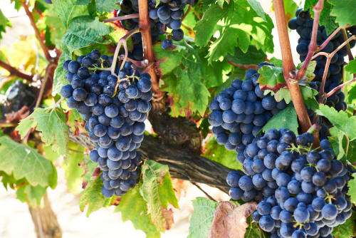 Uvas azules maduras colgando en la vid con hojas verdes en Masía Rural Ca l'Eloi Janet, Barcelona