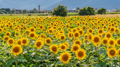 Leuchtendes Sonnenblumenfeld bei Pontedera, Italien mit malerischer Landstadt im Hintergrund