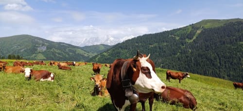 Bovins brun et blanc pâturant en alpage avec montagnes enneigées et forêts près de La Giettaz, France