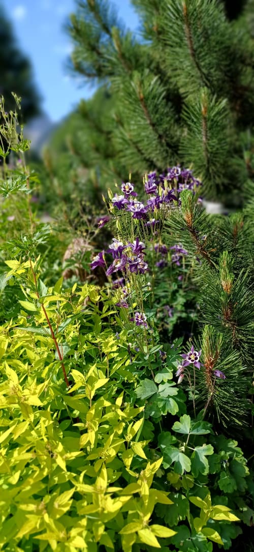 Jardin alpin du Chalet Les Arcosses avec fleurs violettes et sapins à La Giettaz