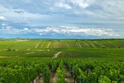 Burgundy vineyard landscape near Sermizelles with rolling green rows and cloudy sky