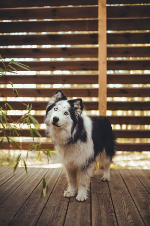 Dog-friendly weekend in private-spa accommodation, Grand Est