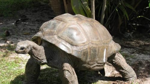 Tartaruga gigante sulla sabbia presso Villas Lantana, bed and breakfast a Lecci, Francia