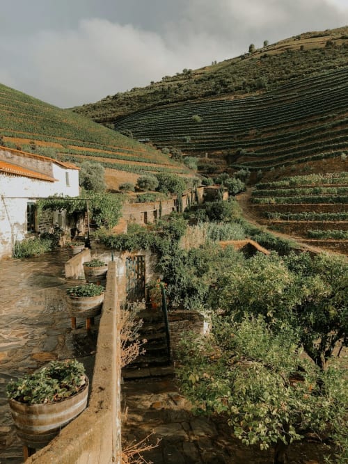Casa Tawny guesthouse courtyard with olive trees, wine barrels, and terraced vineyards in Pinhão, Portugal