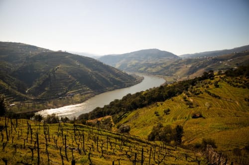 Douro Valley vineyard terraces with river view near Casa Tawny in Pinhão, Portugal