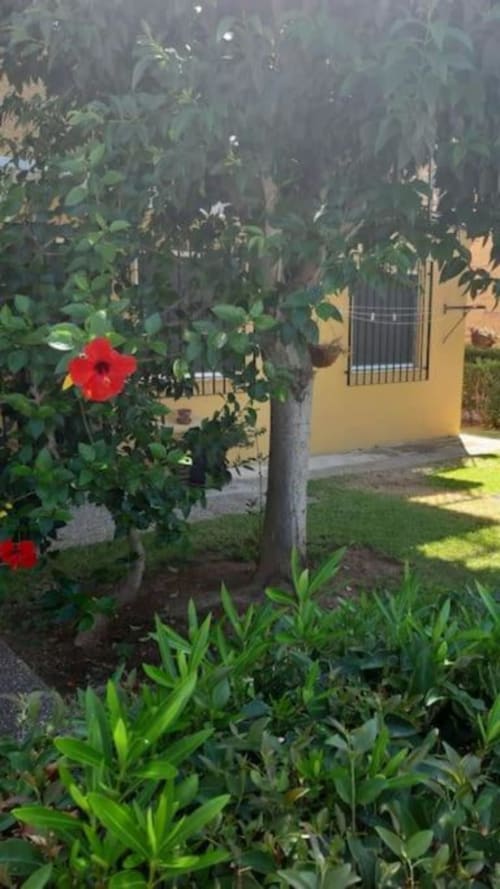 Flores de hibisco rojo floreciendo en el exuberante patio del apartamento MiramaRent en Benicàssim con edificio amarillo visible