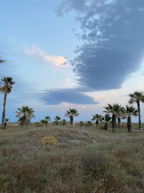 Apartamento en Benicàssim con vistas al jardín, palmeras, espacios abiertos y cielo dramático al atardecer