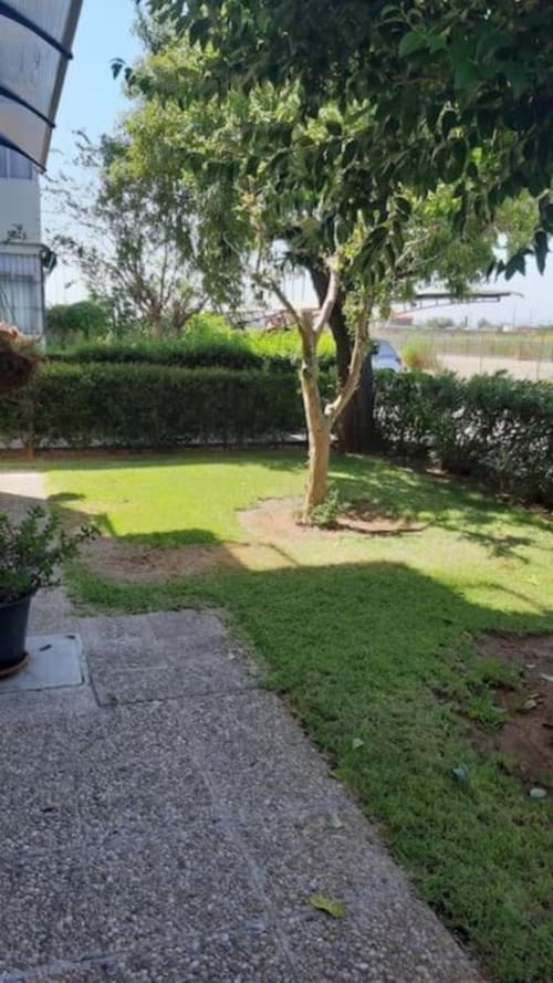 Patio exuberante del apartamento MiramaRent en Benicàssim con árbol maduro, césped verde, setos y sendero pavimentado