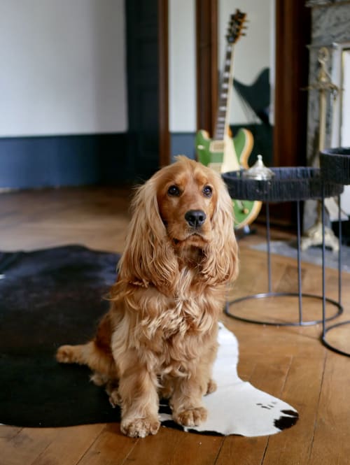 Hébergement insolite accueillant les animaux, label Qualidog pour un séjour pet friendly en toute sérénité