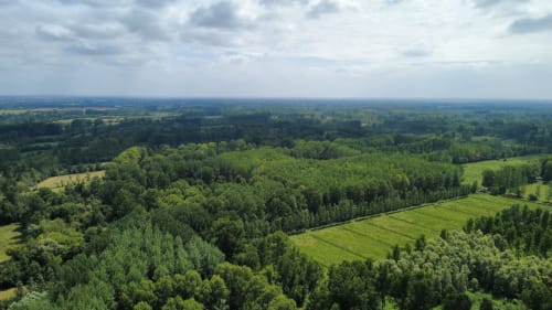 Forêt de Mervent en Vendée 