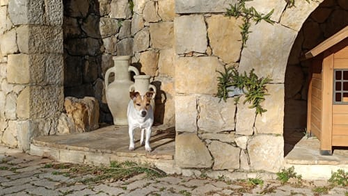 Jack Russell Terrier bereit für einen Spaziergang vom Loup Castel nach Saint-Paul-de-Vence im provenzalischen Charme