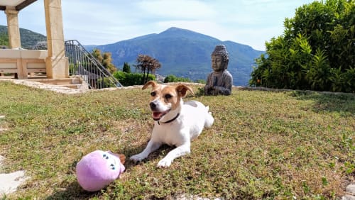 Jack Russell Terrier spielt fröhlich im Garten des Loup Castel, umgeben von authentischer provenzalischer Natur