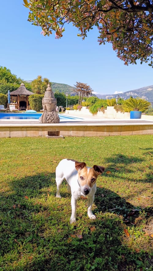 Jack Russell Terrier genießt den sonnigen Garten des Loup Castel inmitten authentischer provenzalischer Natur
