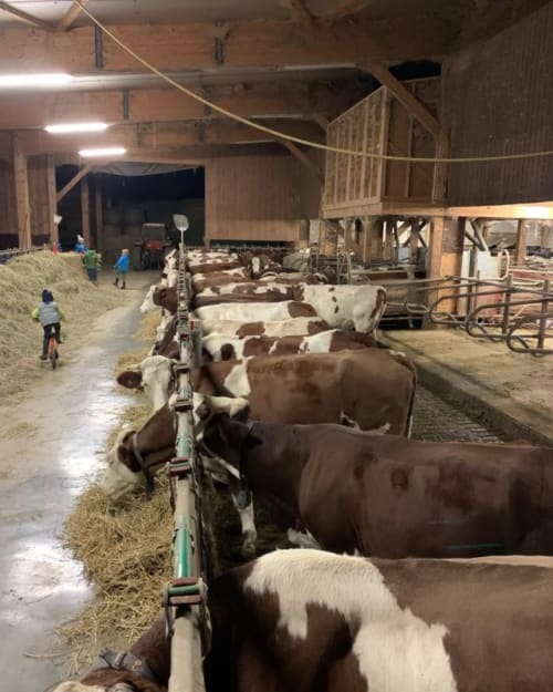 Dairy cattle in barn at Auberge Nemoz farm, Le Haut-Bréda France