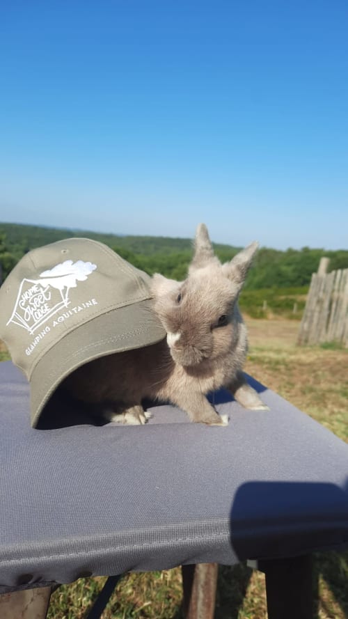 Chèvre adorable portant une casquette au Home Sweet Lodge Glamping en Aquitaine