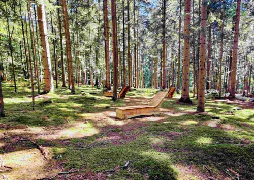 Sol forestier moussu avec grands pins et panneaux de sentier en bois à La Dragonne, Bellême