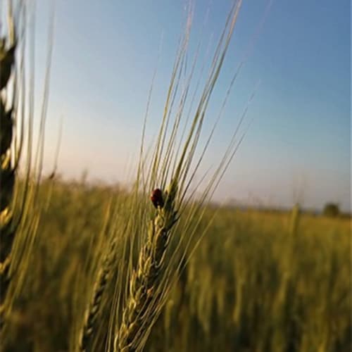 Chicchi d'orzo dorato con coccinella nei campi di Cologna Veneta, Corte delle Giuggiole B&B