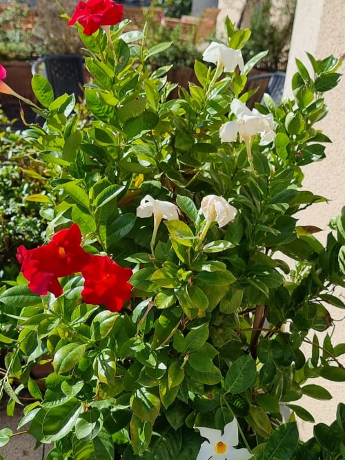 Terrasse, vue campagne