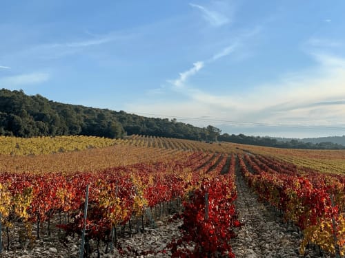Rangées de vignobles en automne aux feuillages rouges et dorés au Domaine du Commandeur, Mondragon France