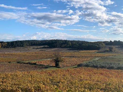 Champs dorés ondulants et collines bordées d'arbres au Domaine Du Commandeur à Mondragon, France