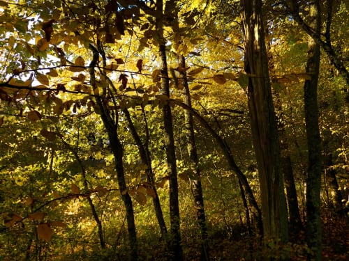 Chioma dorata della foresta autunnale presso il Domaine de l'Ocrerie, un affascinante bed and breakfast a Pourrain