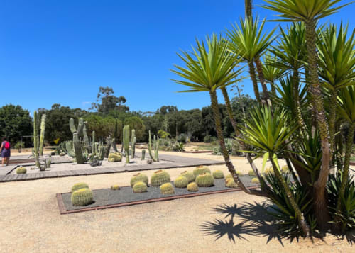 Corse et Zen desert garden with cacti, palm trees, and sandy pathways under clear blue sky