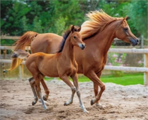 Égua e potro em arena de areia na estrutura equestre Gomes Equestre Alojamento em Golegã