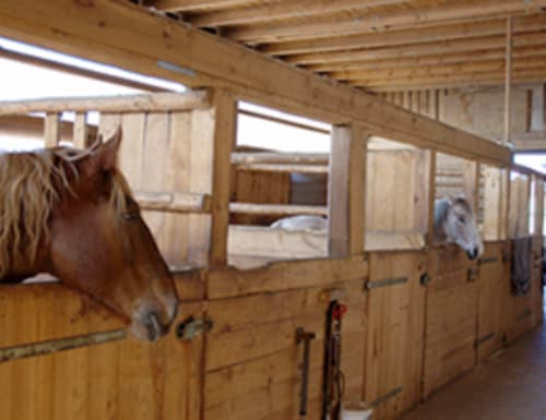 Cavalos em cocheiras de madeira no Gomes Equestre Alojamento, uma hospedagem equestre em Golegã, Portugal