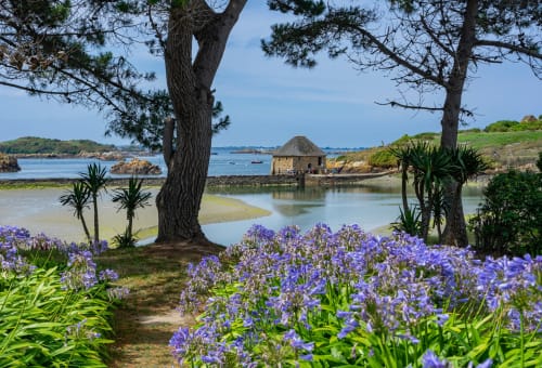 Île de Bréhat au printemps avec agapanthes en fleurs et vue sur mer.