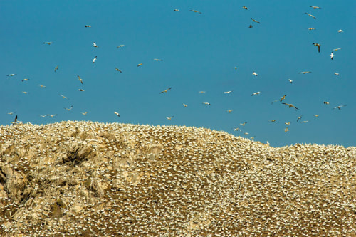Les 7 îles, réserve d’oiseaux migrateurs, côte de granit rose