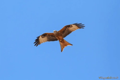Milan royal survolant le ciel bleu au-dessus de Vista D'oro, Monacia d'Aullène, Corse
