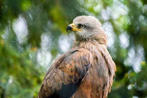 Aigle pêcheur africain perché devant un feuillage vert flou à l'hôtel Vista D'oro en Corse