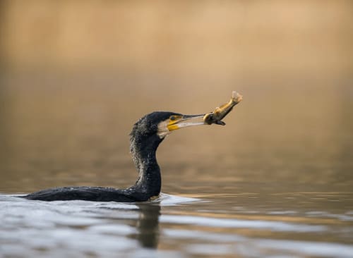 Cormoran pêchant du poisson dans l'eau près de Vista D'oro, Monacia d'Aullène, France