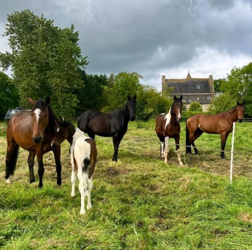 Chevaux au pâturage du Manoir de Fornebello avec le manoir historique en pierre en arrière-plan